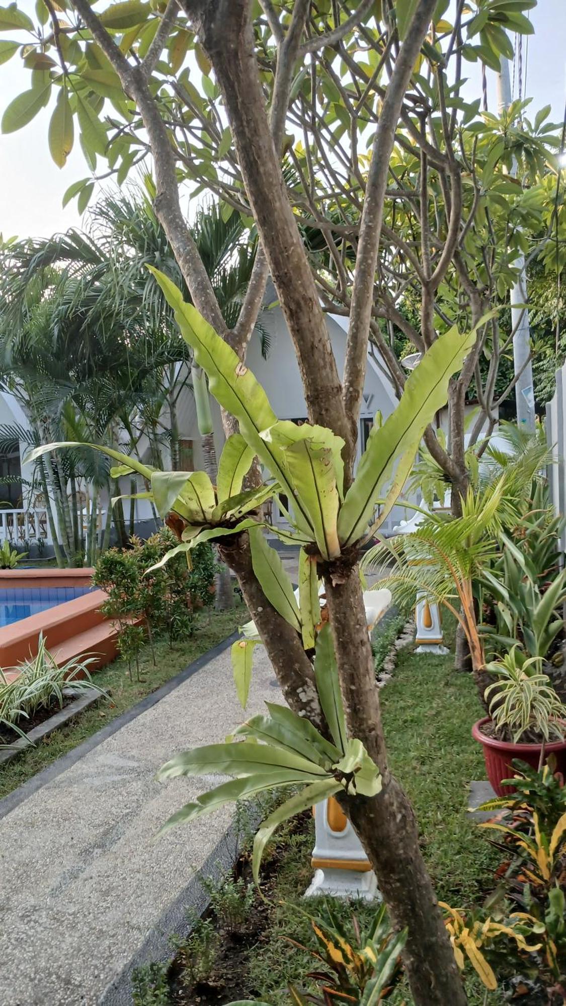 New Balengku Dua Hotel - Adults Only Gili Air Exterior foto